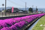 芝桜まつり〜🌸