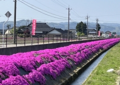 芝桜まつり〜🌸