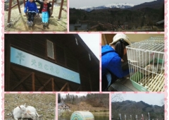 天空の牧場　山之村　&　高山～♪