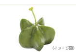 くせ毛でお悩みの方へ♪